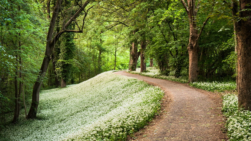 ramsons, track, forest Park, Germany, trees, spring, 1080P, path, forest