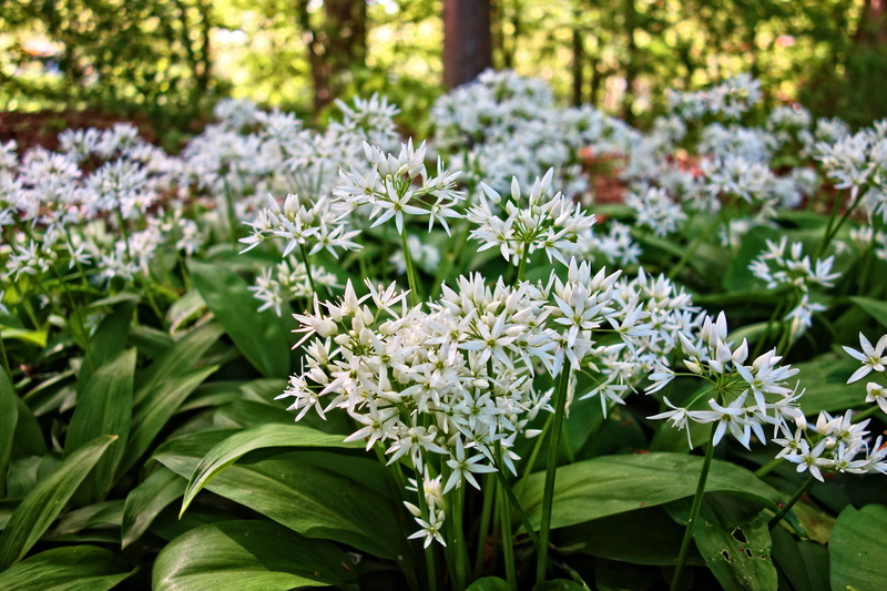 wood garlic, green color, flower head, edible, petaled, bears garlic, white color, buckrams, no people, seasoning, flowering plant, growth, outdoors, wild garlic