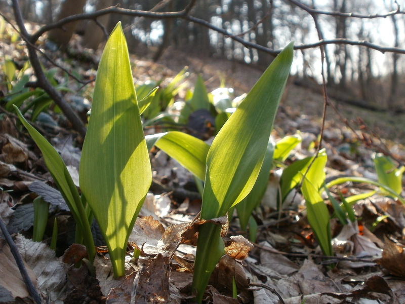 no people, plant, wild, 1080P, species, wild garlic, close-up, leaf, ramsons, freshness, allium ursinum, bear-garlic, fresh, fragility, land, ingredient