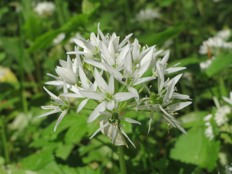 vulnerability, beauty in nature, wildflower, white color, bear leek, flora, spice, outdoors, flowering plant, bears garlic, wild garlic, buckrams, wood garlic