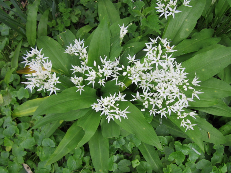 species, plant, high angle view, close-up, white color, outdoors, beauty in nature, broad-leaved garlic, nature, allium ursinum, day, no people, fragility
