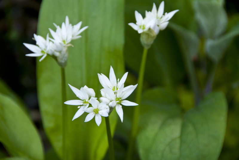 focus on foreground, 4K, vulnerability, plant part, petal, white color, plant, flower, fragility, growth, inflorescence, close-up, pollen, ramsons, herbs