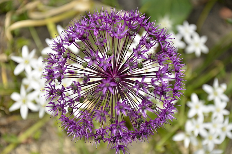 green, botany, focus on foreground, flowers, nature, violet, close-up, flower head, garlic, inflorescence, springtime, purple, flower, fragility, bunch of flowers