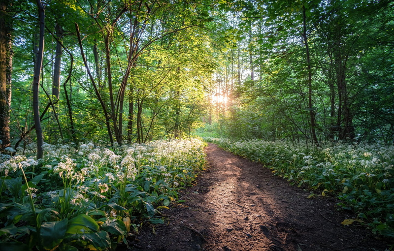 ramsons, forest, Leipzig, Park, path, trees, Germany, 1080P, Wildpark Leipzig, flowers, Saxony, Connewitz