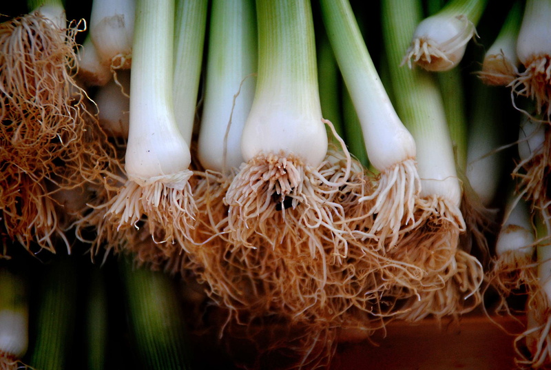 agriculture, delicious, green, outdoors, wellbeing, food and drink, ingredients, grow, 2K, fresh, day, bunch, vegetable, spring, close-up, color, group