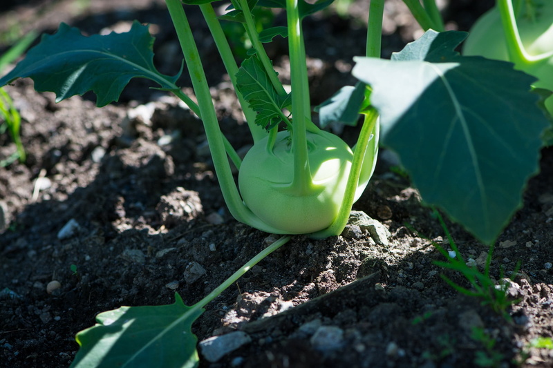 selective focus, sunlight, growth, field, close, freshness, beauty in nature, plant part, day, edible, frisch, leaf, planting, dirt, land, 1080P, vegetable garden