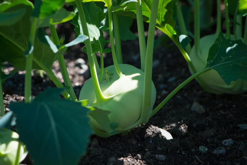 fragility, frisch, flower head, leaf, vegetable patch, freshness, nature, land, beauty in nature, garden, vegetables, 1080P, in the garden, cultivation