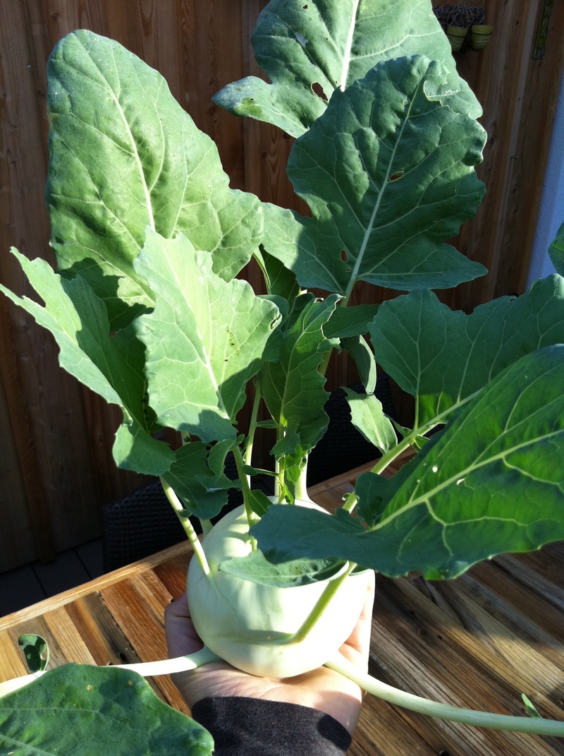 2K, potted plant, indoors, freshness, wood - material, cook, healthy eating, food and drink, nature, plant part, houseplant, beauty in nature, leaves