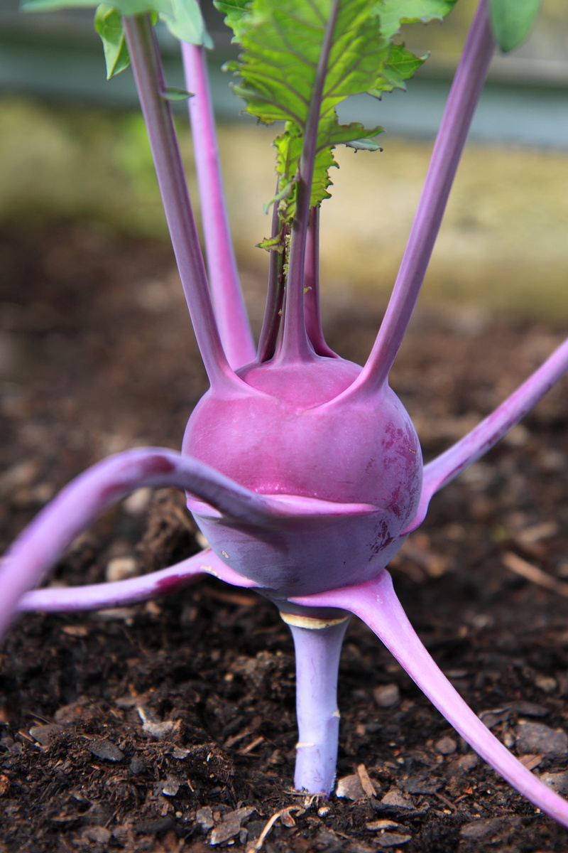 Kohlrabi, focus on foreground, Fresh, animal themes, gardening, field, root, plant, agriculture, flower, tasty, nature, freshness, purple, crocus, no people