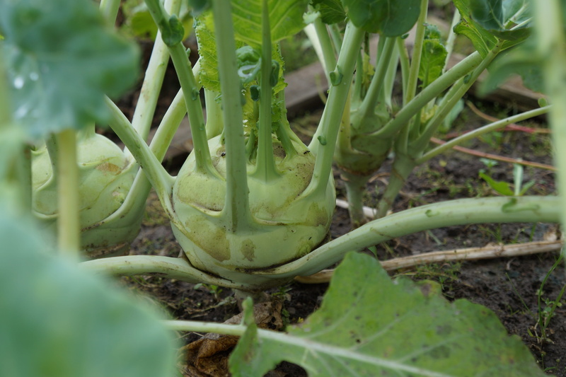 harvest, food, land, selective focus, cabbage, food and drink, beauty in nature, plant, agriculture, gardening, kohl, field, cultivation, plant part, frisch