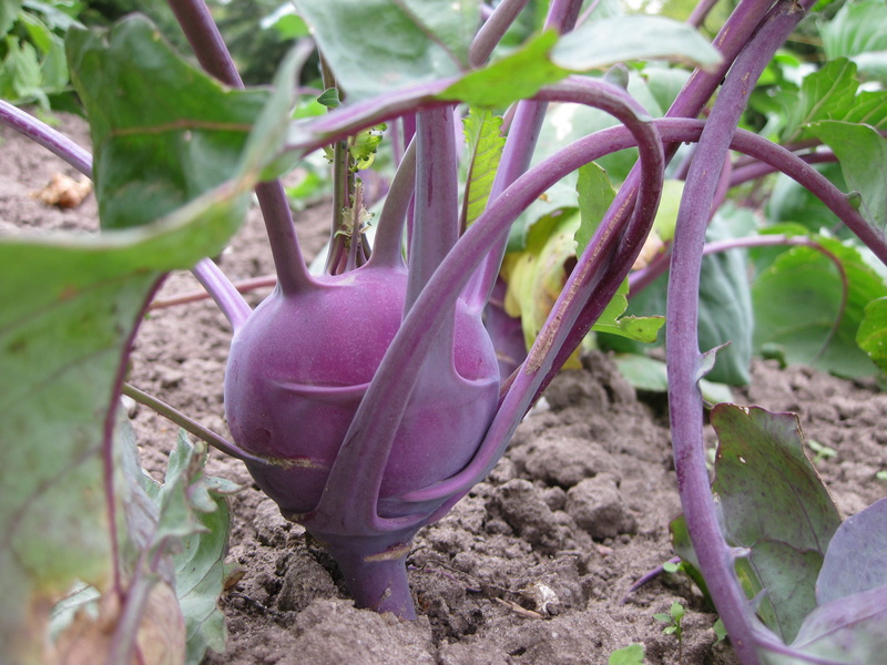 growth, outdoors, gardening, plant, agriculture, vegetable garden, tasty, garden, purple, 2K, land, leaf, nature, vegetable, close-up, no people, food and drink
