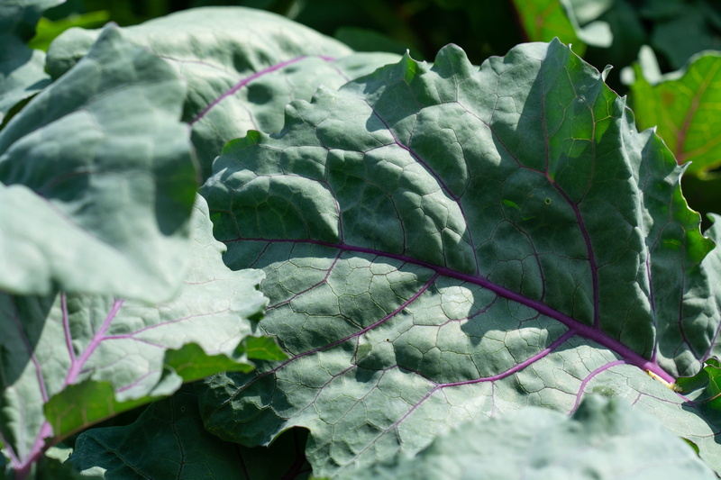 selective focus, freshness, growth, 2K, leaf vein, leaf structure, green color, in the garden, outdoors, green, focus on foreground, close up, plant, grow