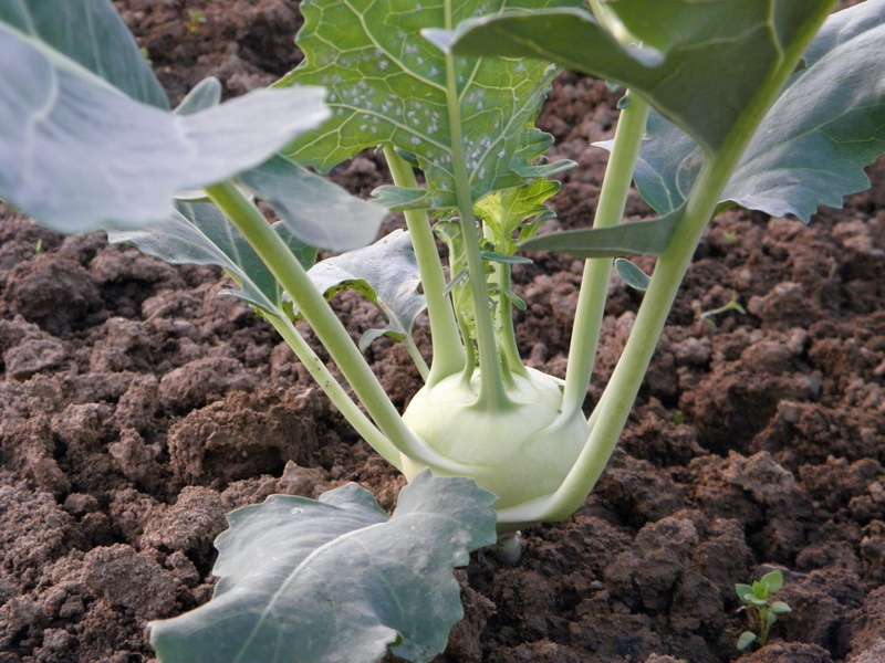 freshness, food and drink, outdoors, dirt, land, vegetable, beauty in nature, eat, agriculture, day, frisch, green, vegetables, gardening, cook, field