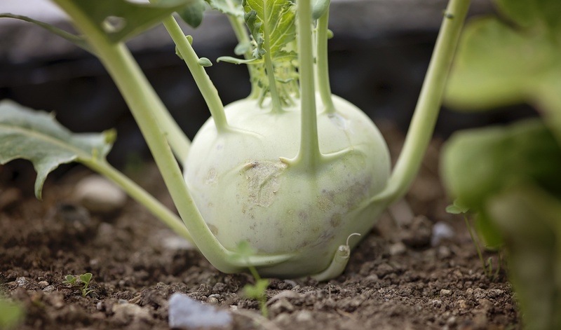 growth, vegetable plant, healthy eating, plant, wellbeing, plant part, kohlrabi, day, vitamins, close-up, agriculture, no people, dirt, gardening, field