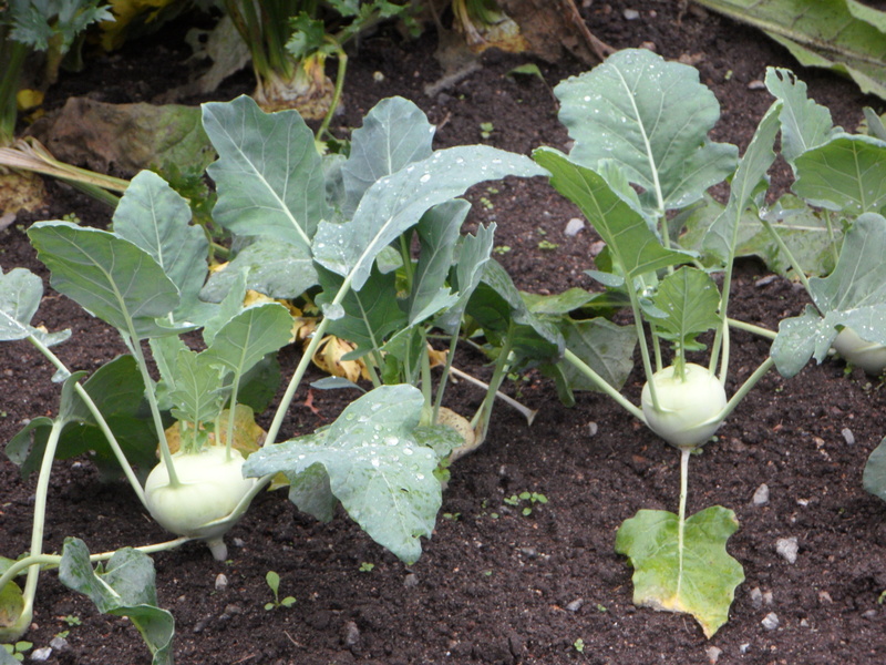 plant part, food, no people, dirt, 4K, leaf, high angle view, agriculture, plantation, nature, plant, day, vegetable, bed, growth, vegetables, kohlrabi