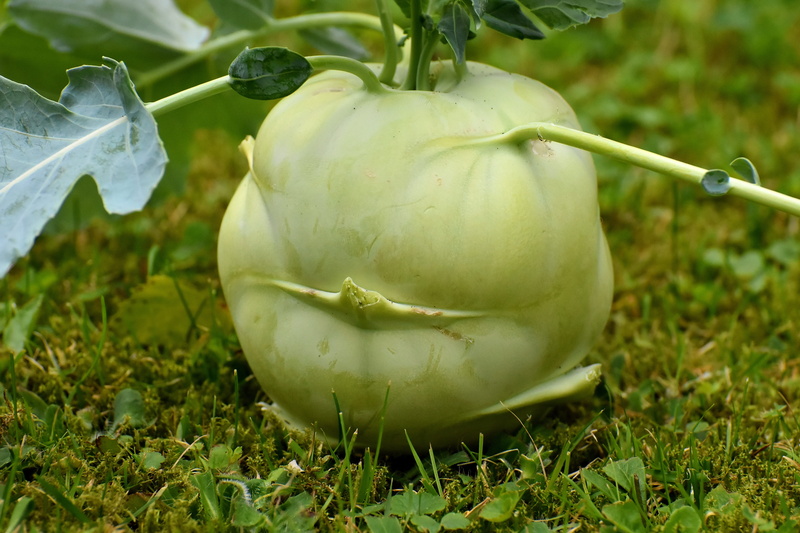 kohlrabi, outdoors, no people, vegetables, fresh, close-up, green color, photo, fruit, nature, plant stem, ground, focus on foreground, growth, 5K, wellbeing