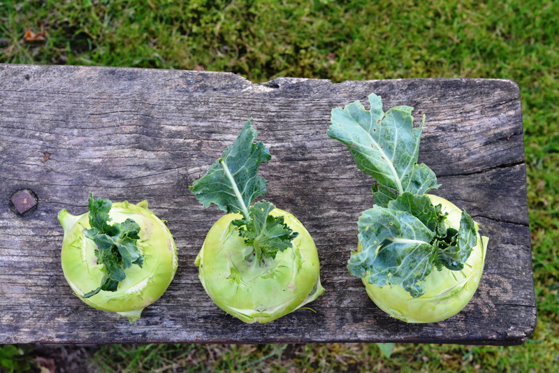 leaf, plant, green, lettuce, chinese cabbage  kohlrabi, kalarepka, 4K, vegetables, outdoors, food and drink, no people, day, a garden plant, vegetable