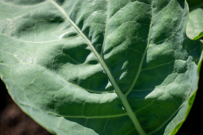 green, raw food, kohlrabi, close up, growth, nature, day, kohlrabi leaf, leaves, plant part, beauty in nature, outdoors, food and drink, wellbeing, cabbage