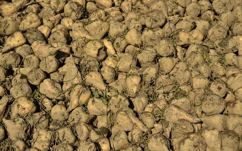 climate, dirt, no people, harvest, high angle view, ugly, sugar, textured, nature, environment, day, drought, land, arid climate, vegetables, dry, 5K