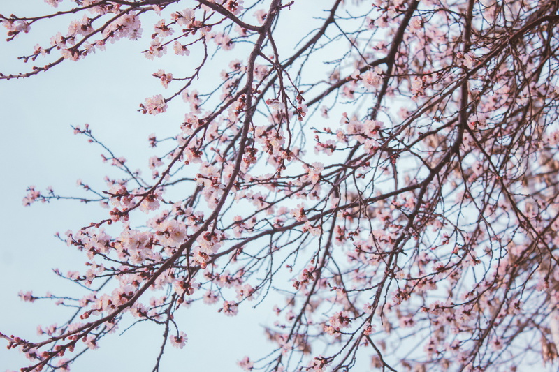 flower, blossoms, bald eagle, vulnerability, beauty in nature, nature, fruit, sky, pink color, low angle view, outdoors, freshness, food, fragility, growth