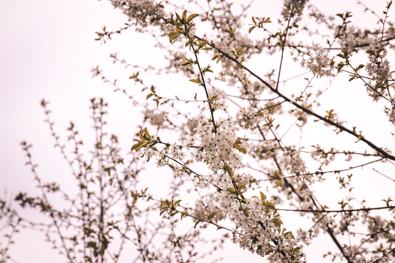 no people, blossom, flower, art, low angle view, hemp, produce, petal, branch, growth, ditch, flowers, sunflower, turnip, tranquility, cherry blossom, fragility