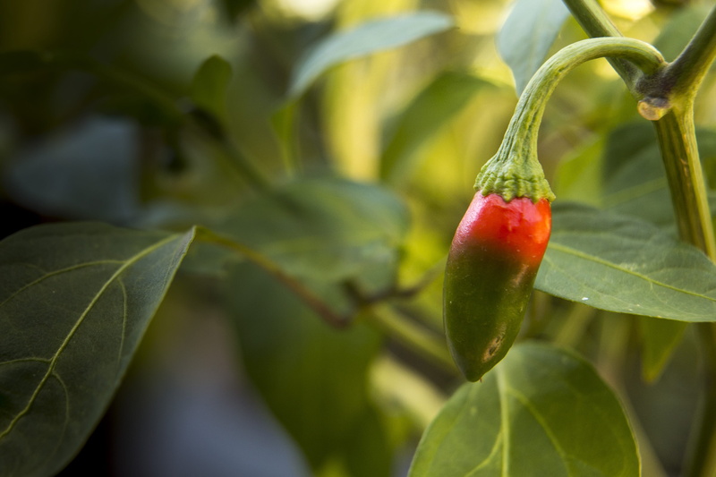 red, vegetable, wellbeing, pepper, spice, healthy eating, food, herbs, day, healthy, hot, chilly, close-up, focus on foreground, spicy, nature, freshness