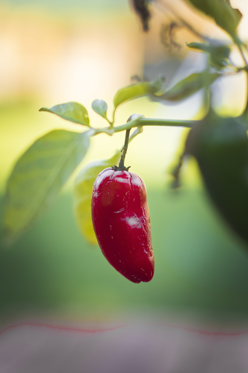 raw, growth, burning, vegetarian, paprika, freshness, pepper, hot, food and drink, day, mexican, fruit, culture, selective focus, vegetable, kitchen, fresh