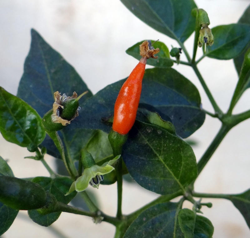 no people, hot, growth, food, dharwad, healthy eating, plant part, chilli, beauty in nature, india, wellbeing, green color, fruit, day, focus on foreground