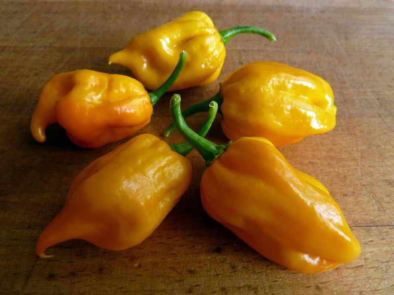 pepper, chili pepper, 4K, directly above, wellbeing, spicy, spice, yellow peppers, studio shot, no people, chilli paprička, vegetable, group of objects