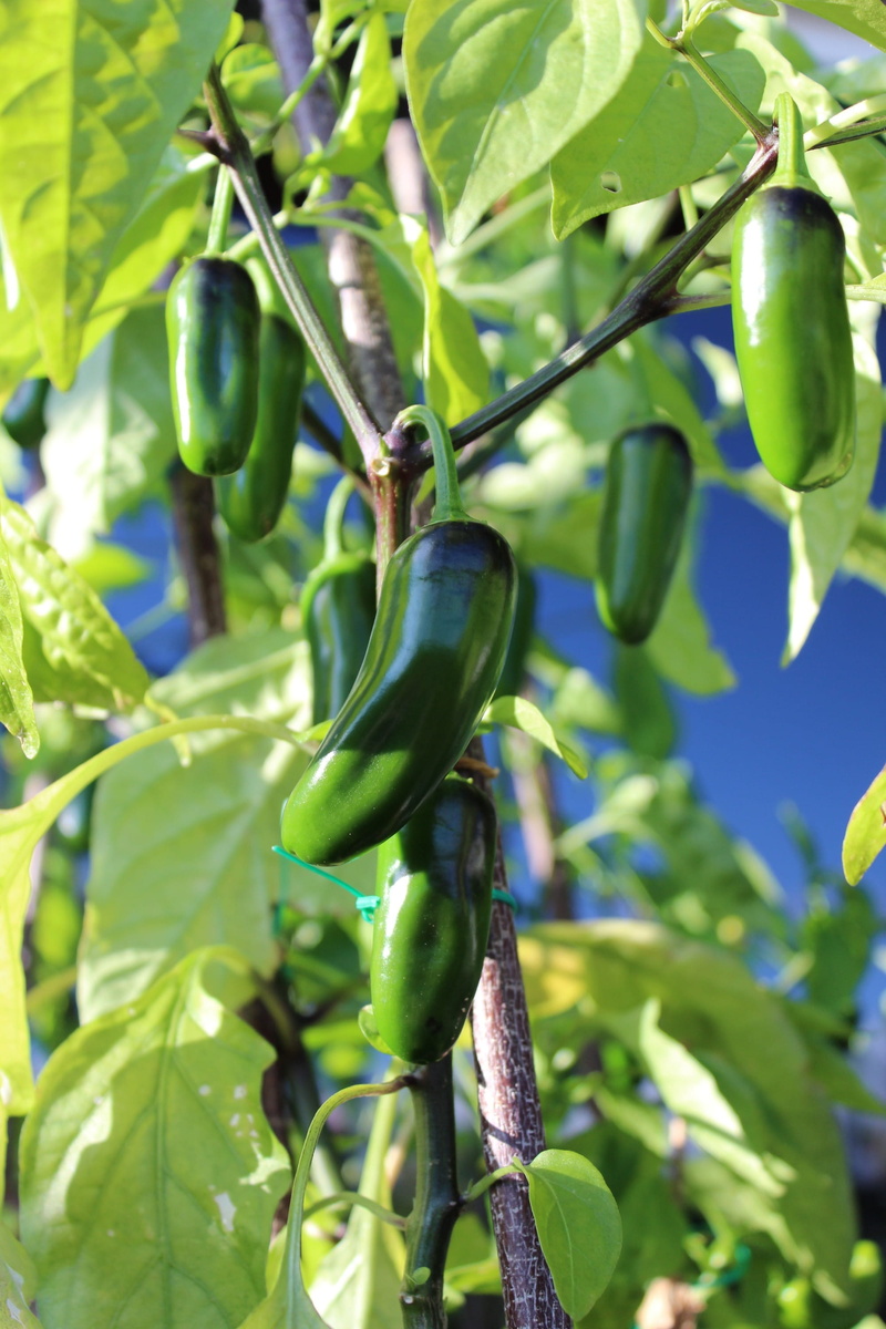 shadow, green color, freshness, leaf, sheet and shadow, fruit, food, vegetable, nature, food and drink, chili pepper, tree, chili peppers, healthy eating
