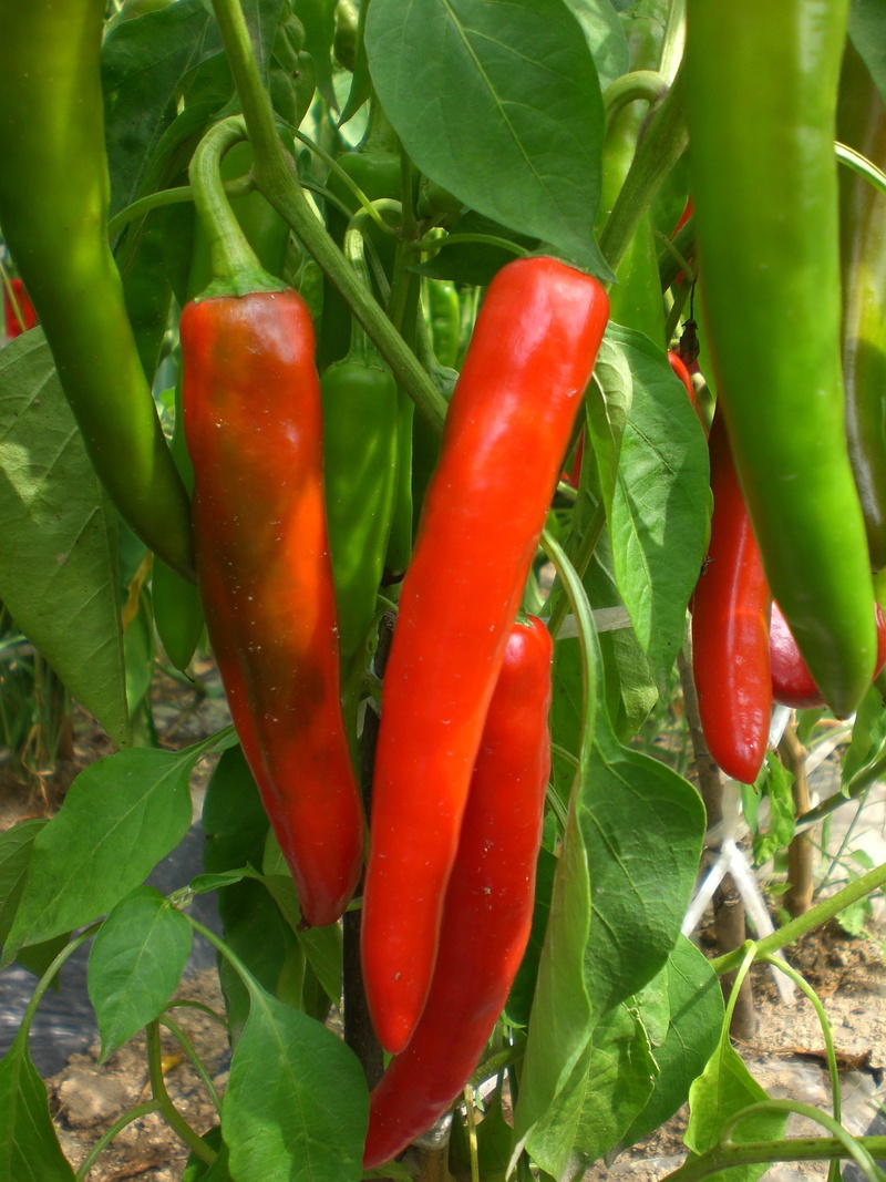 plant part, field, jalapeno pepper, food, pepper, green color, nature, plant, healthy eating, no people, vegetables, 2K, freshness, day, close-up, wellbeing