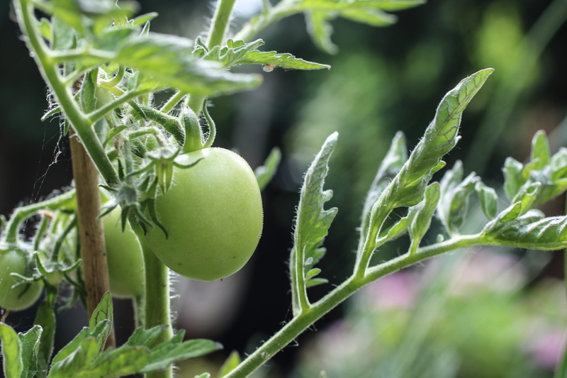 food, nature, close-up, leaf, freshness, growth, plant, fruit, vegetable, summer, 5K, green color, vegan, green, agriculture, vegetarian, beauty in nature