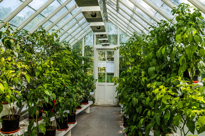 plants, leaf, blossom, plant part, botanical, petal, organic, day, stem, growing, potted plant, agriculture, building, no people, gardening, beauty in nature