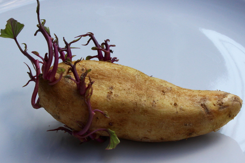 gardening, nature, fruit, seedling, animal, growing, planting, still life, close-up, cultivation, raw food, 4K, root vegetable, seed potato, indoors, table