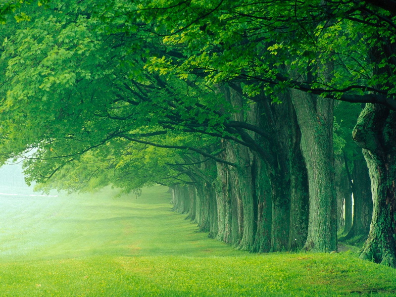 outdoors, trunk, plant, tree trunk, environment, landscape, tranquility, 720P, Kentucky, lush foliage, tree, land, treelined, day, beauty in nature, scenics - nature