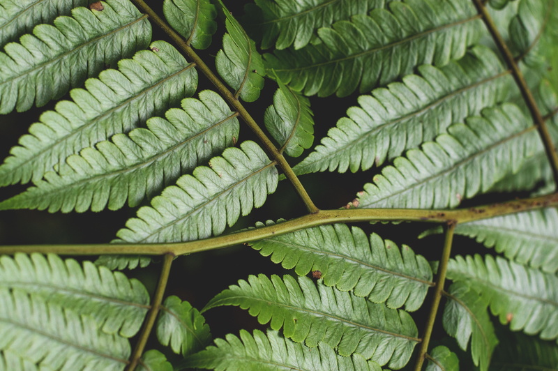 lizard, 5K, rain, branch, leaf, no people, nature, plant, puerto rico, vine, green color, selective focus, leaf vein, el yunque, plant part, full frame
