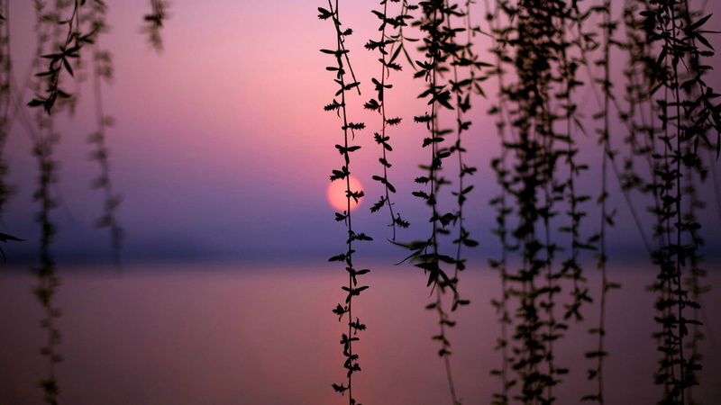 decoration, outdoors, garden, nature, floral, grass, sunset, water, focus on foreground, plant, branchlet, summer, blossom, growth, tranquility, close-up
