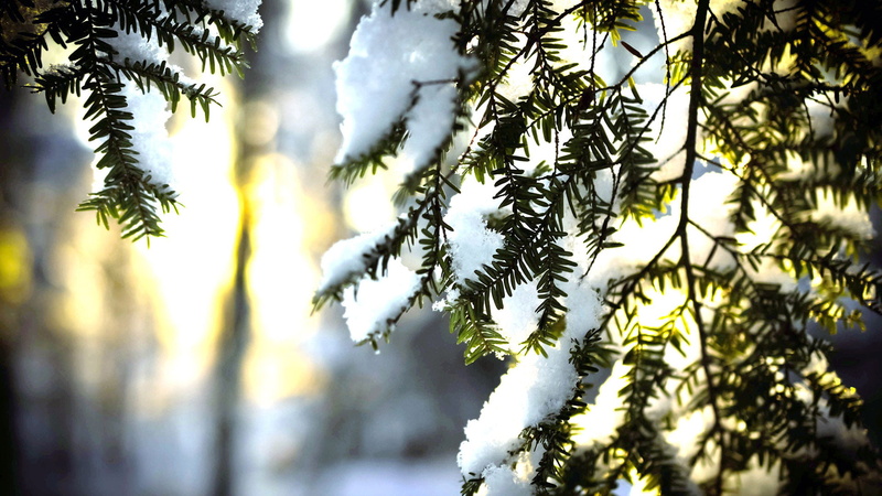 green color, 1080P, environment, plant, branchlet, snow, cold temperature, branches, pine woodland, nature, holiday, close-up, tree, decoration, pine