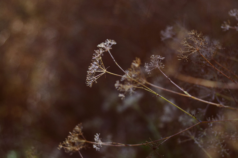 forest, selective, photograph, beauty in nature, flower, nature, 5K, focus, no people, petaled, branchlet, selective focus, nature, cold temperature