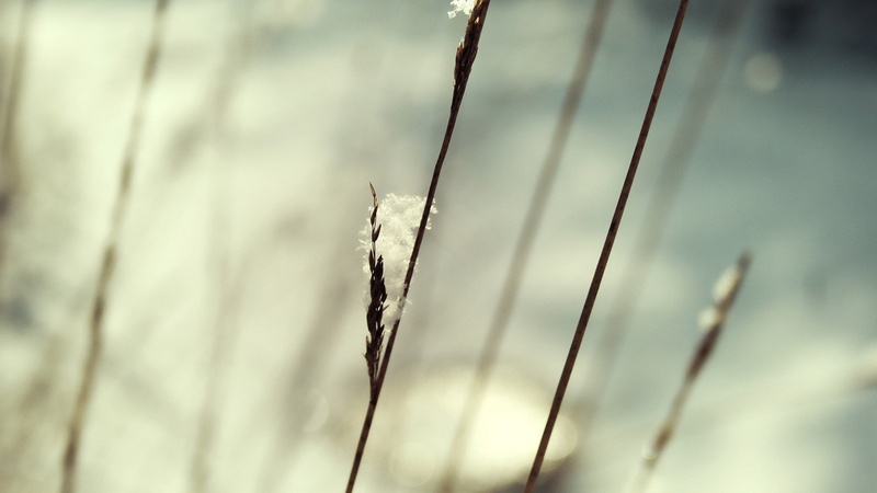twig, land, focus on foreground, leaves, tree, branch, outdoors, foliage, spring, season, metal, closeup, sky, full frame, detail, branches, leaf, tranquility