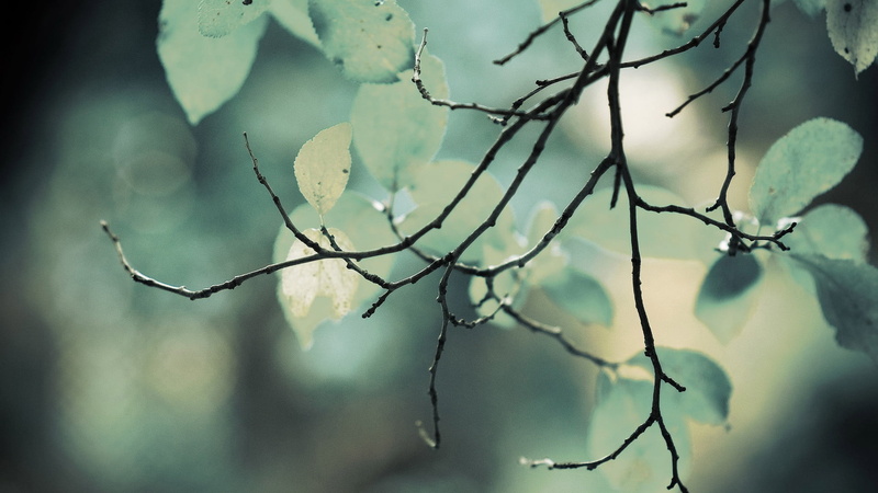leaves, branchlet, water, tree, twig, vulnerability, beauty in nature, nature, leaf, branch, tranquility, natural, sky, selective focus, forest, winter