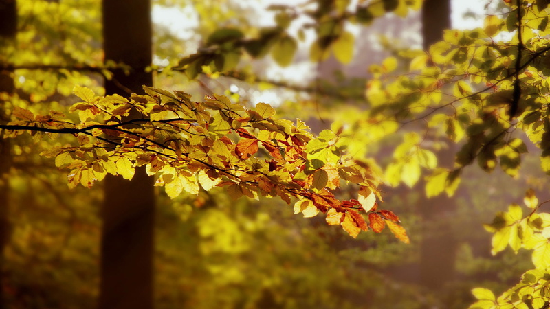 maple, no people, sunlight, colorful, natural condition, spring, branch, natural, close, flora, decoration, garden, season, focus on foreground, landscape
