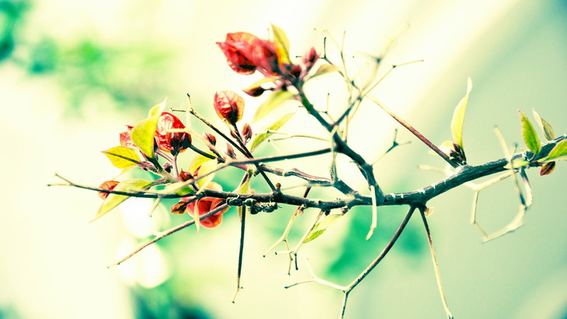 flower, floral, leaf, growth, red, season, summer, green color, branch, fresh, agriculture, flora, november, forest, decoration, leaves, tree, color, sky
