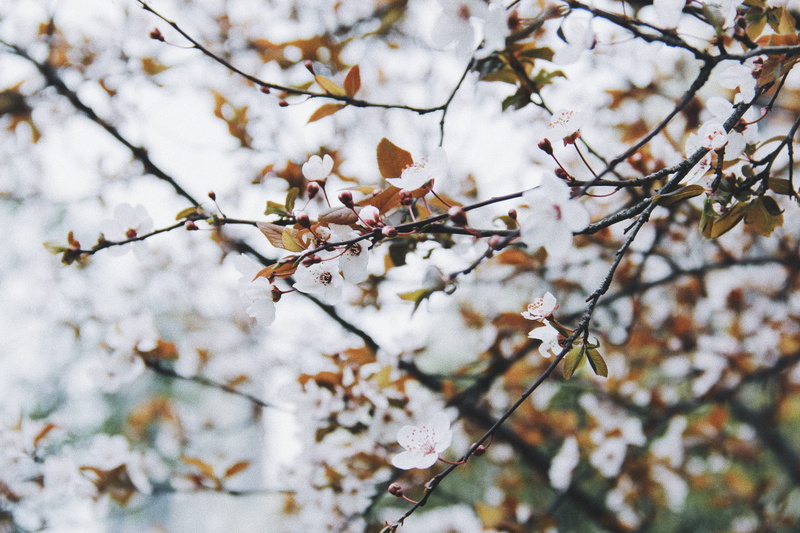 botanical, foliage, day, spring, photography, springtime, fragility, tree, vulnerability, garden, flowering plant, flower, white color, growth, flowers