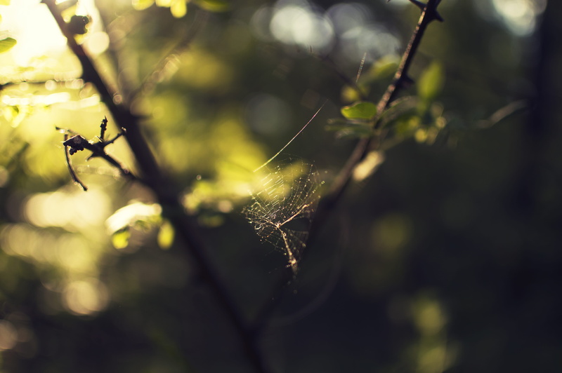 animal, focus on foreground, animal leg, beauty in nature, branch, vulnerability, outdoors, fragility, nature, invertebrate, branchlet, focus, cobweb, web