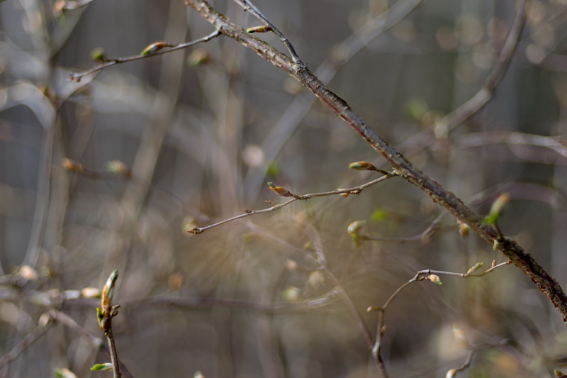 tallinn, dead plant, brown, plant stem, dried plant, twig, plant, nature, young foliage, leaves, growth, estonia, kidneys, close-up, branchlets, tree, 4K