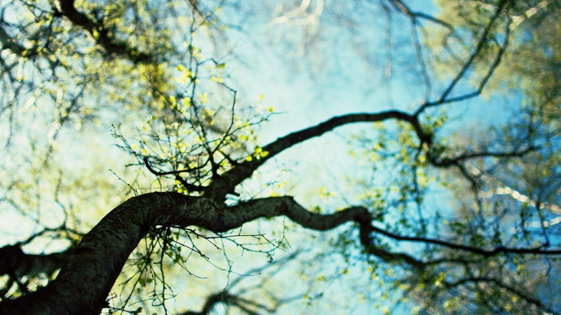close-up, spring, design, low angle view, tree, summer, leaf, plant, no people, trees, focus on foreground, art, beauty in nature, branch, nature, branchlet