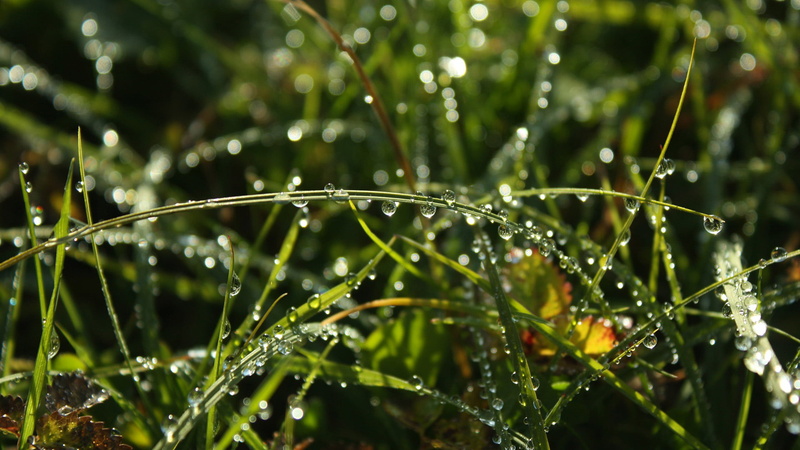 environment, web, nature, purity, growth, grass, rain, detail, spring, color, wet, blade of grass, texture, trap, liquid, beauty in nature, plant part