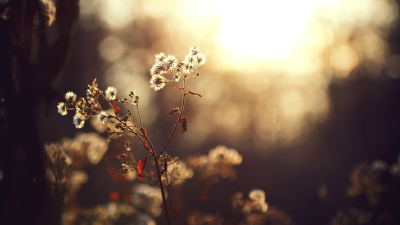 flowering plant, tranquility, outdoors, season, branchlet, plant, beauty in nature, sunset, bright, 1080P, christmas, closeup, blossom, sky, focus on foreground