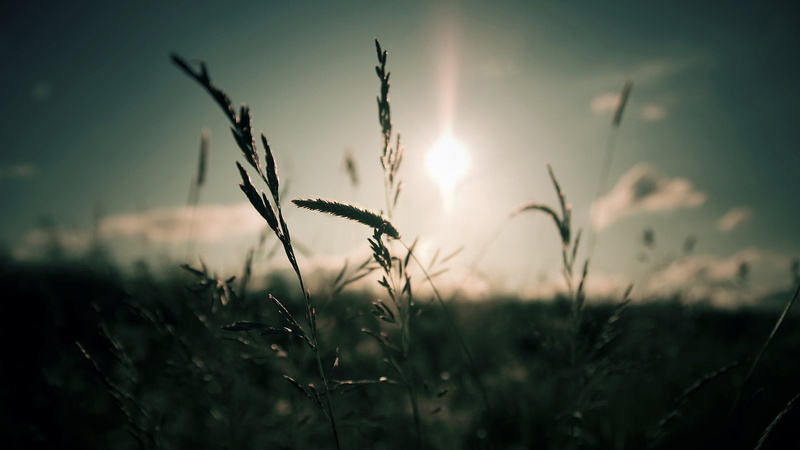 tranquility, garden, farm, nature, plant, tree, branchlet, cereal, leaf, back lit, spring, sunset, branch, field, rural, countryside, silhouette, outdoor